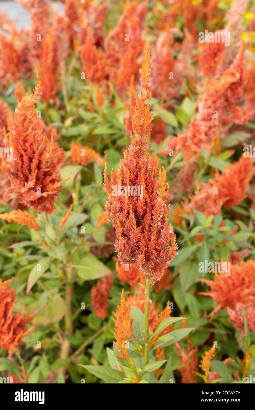 Celosia argentea 'Sunday Orange' plumed cockscomb flowers Stock Photo ...