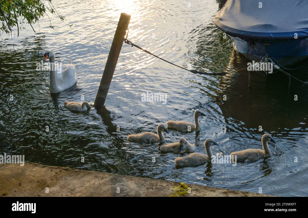 Schwanenfamilie, Havel, Insel Eiswerder, Hakenfelde, Spandau, Berlin, Deutschland *** Local Caption ***, Berlin, Deutschland *** Swan family, Havel river, Eiswerder island, Hakenfelde, Spandau, Berlin, Germany Local Caption, Berlin, Germany Credit: Imago/Alamy Live News Stock Photo