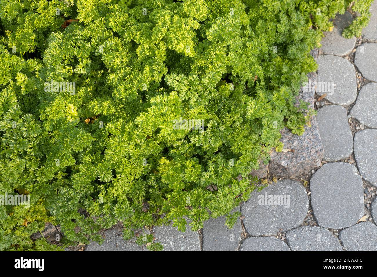 Petroselinum crispum 'Extra Curled Dwarf' parsley growing in a garden. Stock Photo