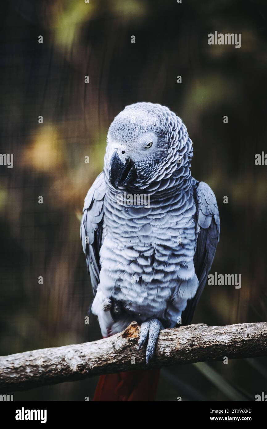 Beautiful Gaboon gray parrot or Psittacus erithacus Stock Photo