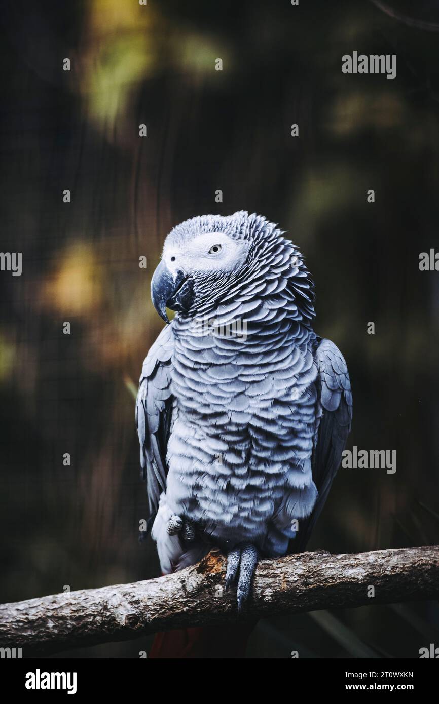 Beautiful Gaboon gray parrot or Psittacus erithacus Stock Photo