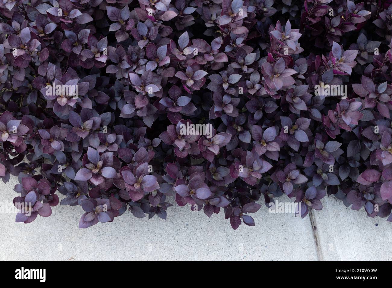 Alternanthera brasiliana 'Purple Prince' Brazilian Joyweed growing in a garden. Stock Photo