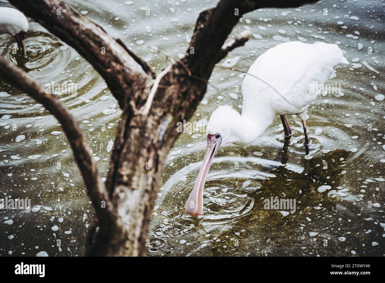 Spoonbill bird or platalea leucorodia Stock Photo - Alamy