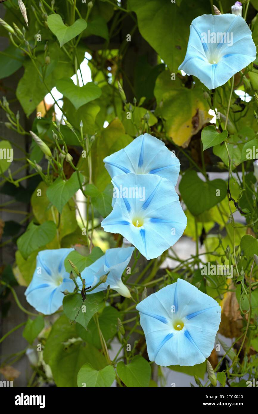 Ipomoea Tricolor Ismay morning glory flowers. Stock Photo