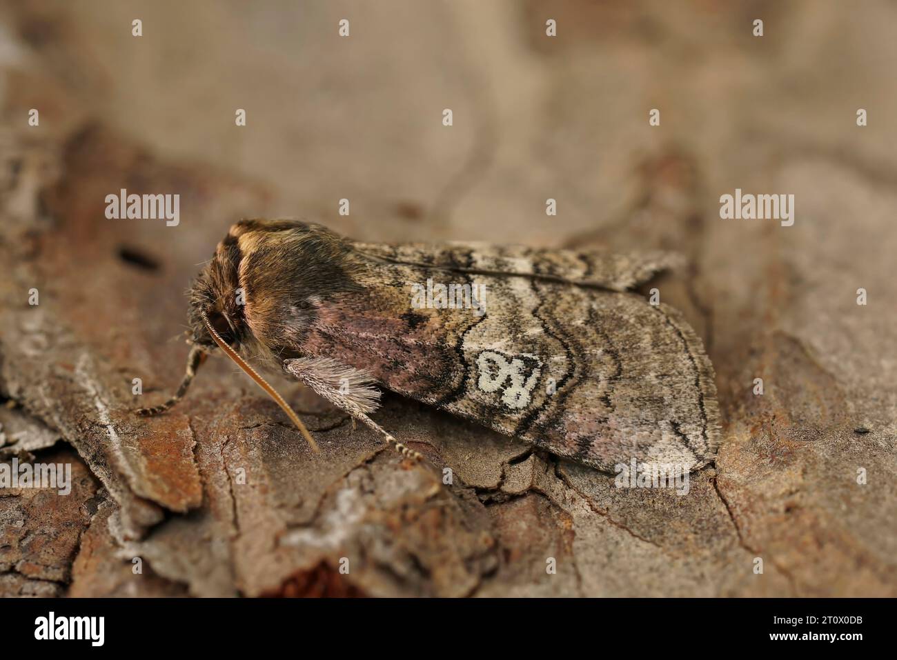 Natural closeup on the figure of eighty moth, Tethea ocularis sitting on wood Stock Photo