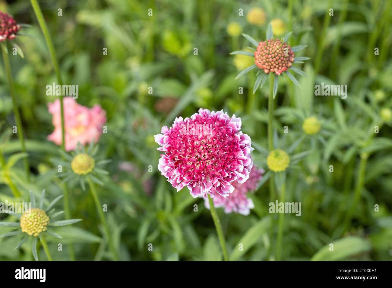 Scabiosa 'Sweet Scoop' pincushion flowers. Stock Photo