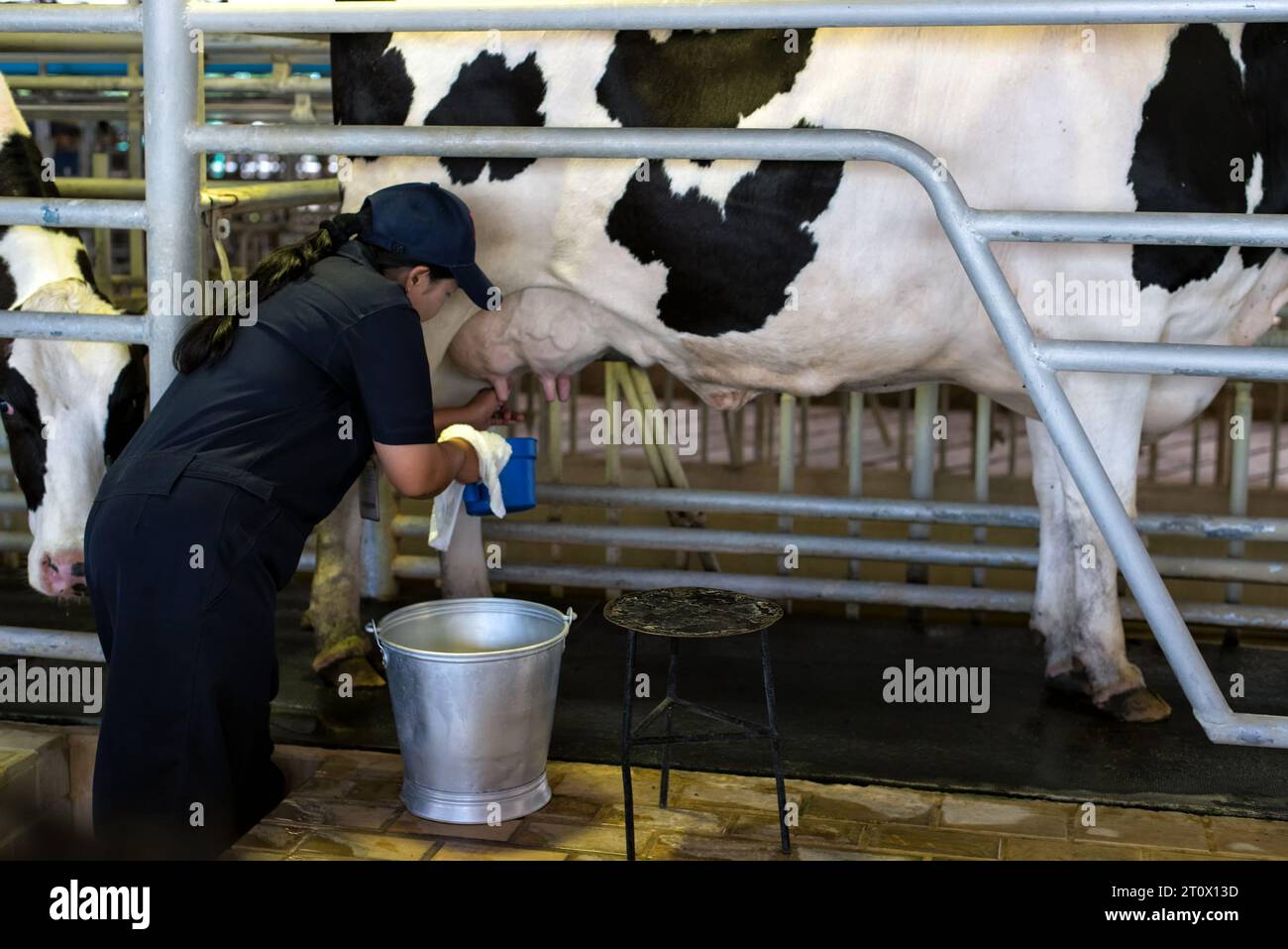 Chok Chai Farm, Khao Yai, Thailand Jun 2, 2019 Worker draw milk from