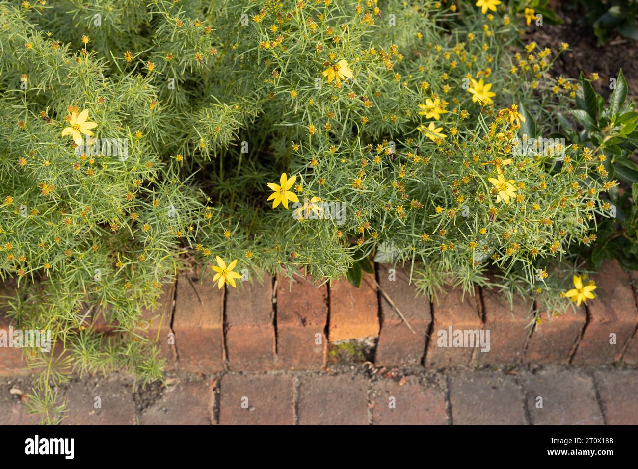Coreopsis verticillata 'Zagreb' flowers growing in a flower bed. Stock Photo