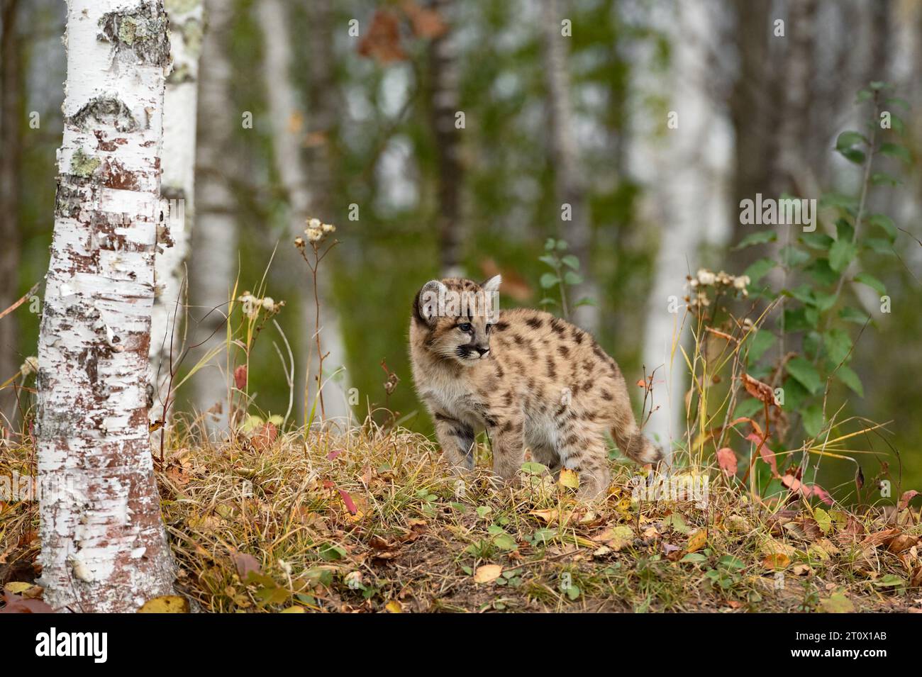 Cougar Kitten (Puma concolor) Looks Right in Birches Autumn - captive animal Stock Photo