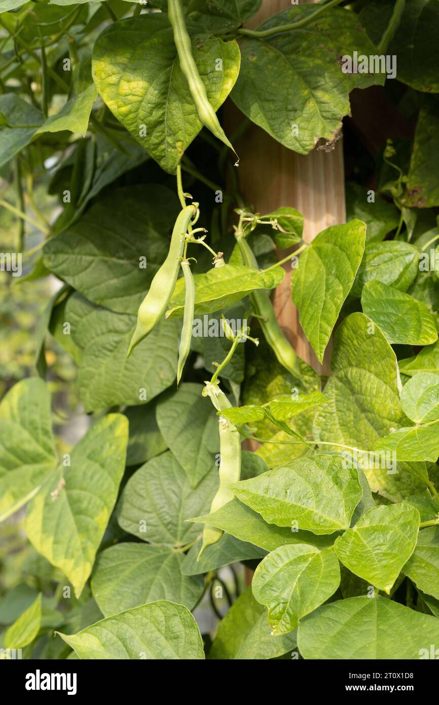 Phaseolus lunatus 'Dr. Martin' pole lima beans growing in a garden. Stock Photo
