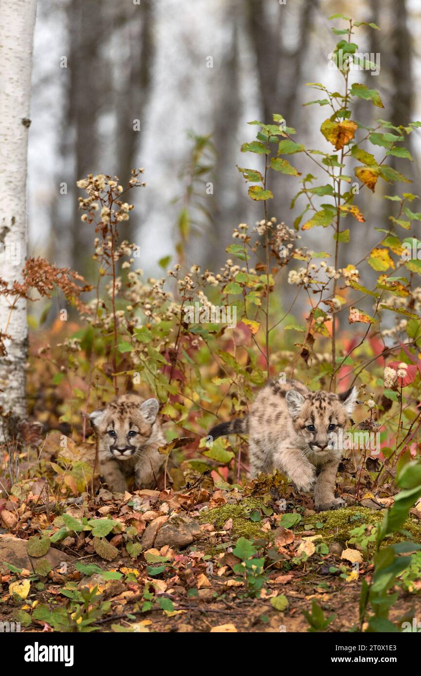 Pair of Cougar Kittens (Puma concolor) Crawl Out of Weeds Autumn - captive animals Stock Photo