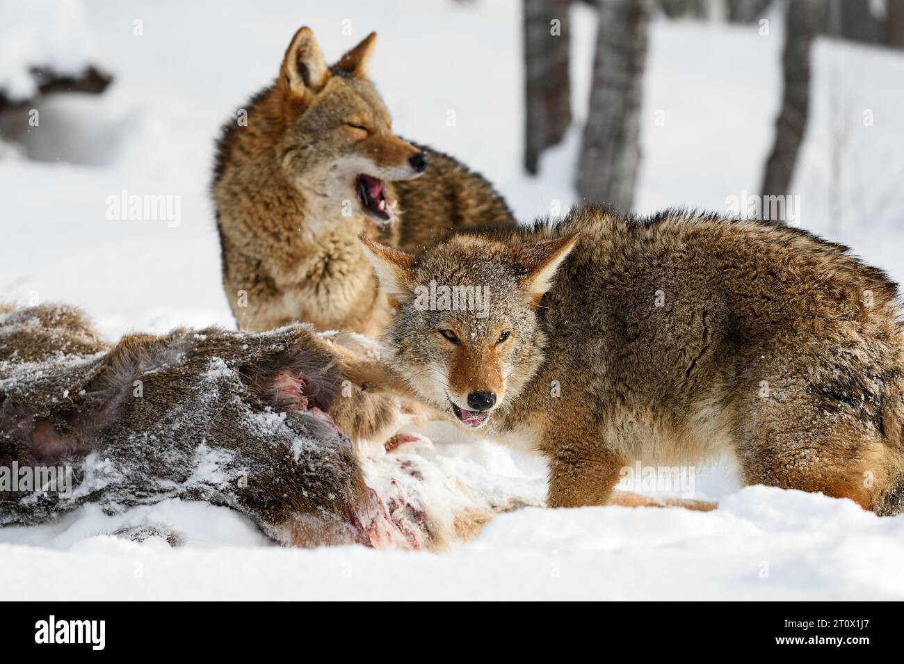 Coyotes (Canis latrans) Look Up From Deer Body Mouths Open Winter - captive animals Stock Photo