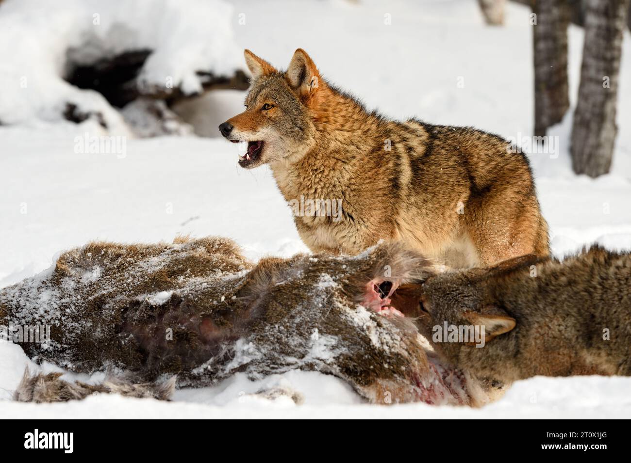 Coyote (Canis latrans) Stands Over Deer Body Mouth Open Winter - captive animals Stock Photo