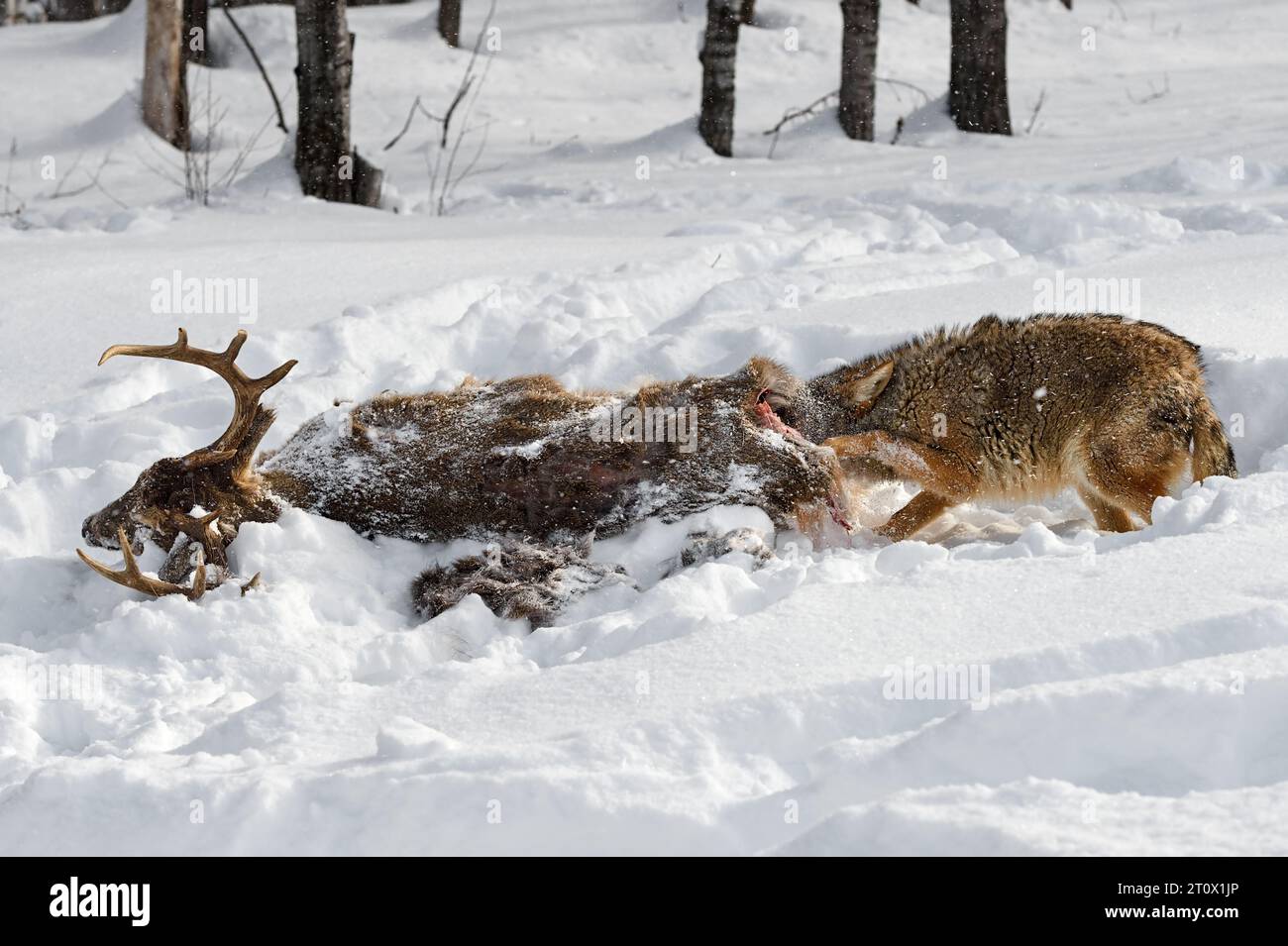 Coyote (Canis latrans) Ears Deep in Body of Deer Winter - captive animal Stock Photo