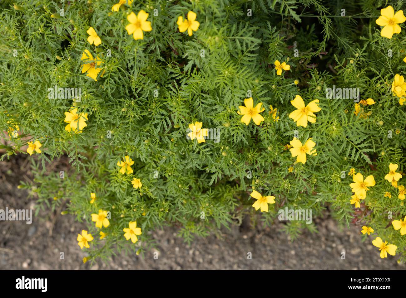 Tagetes tenuifolia 'lemon gem' flowers. Stock Photo