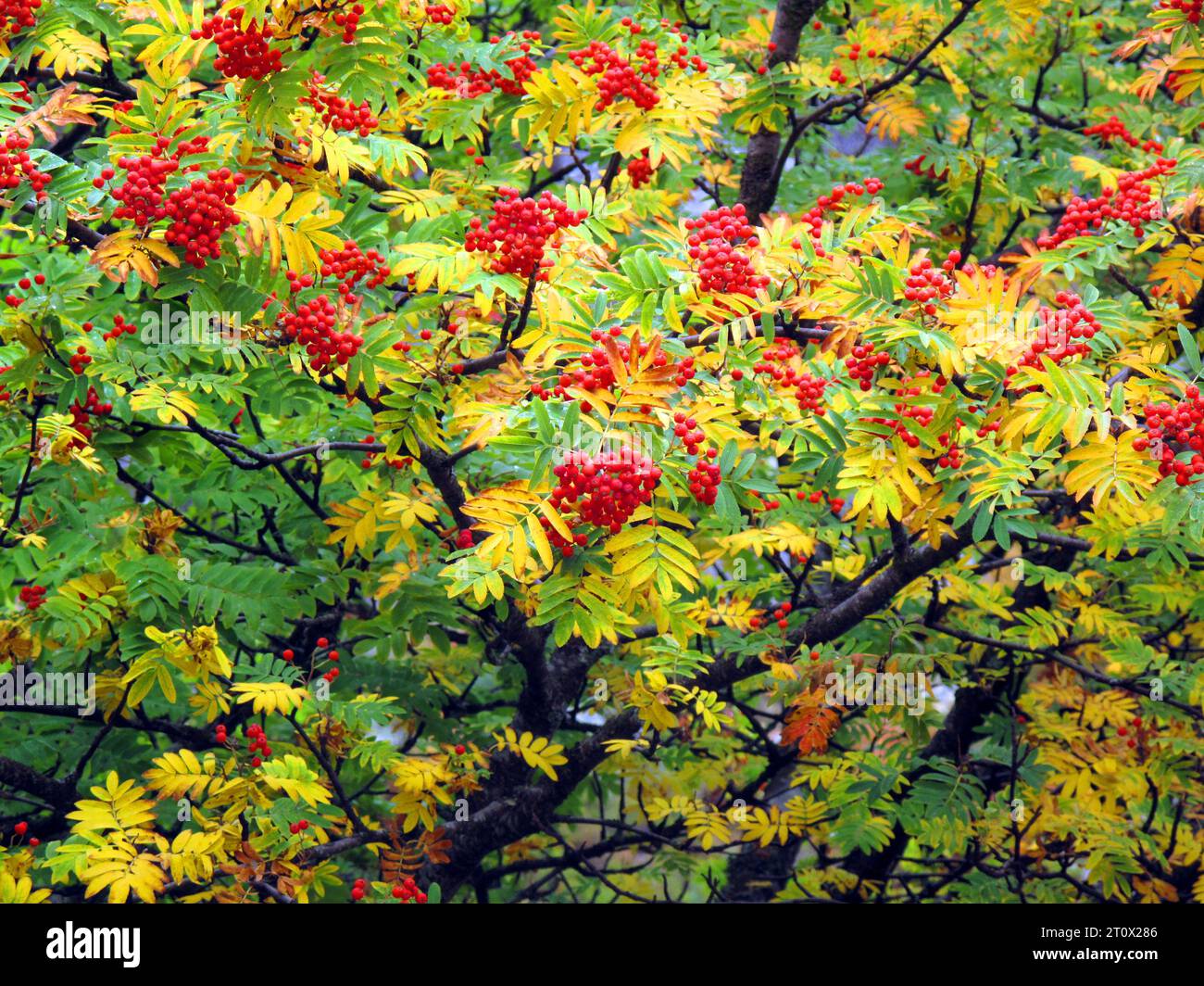 Branches, leaves and fruits of rowan (Sorbus aucuparia) with autumn ...
