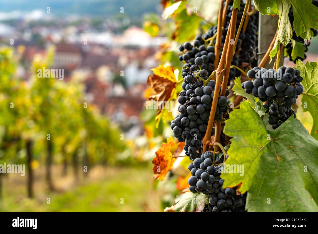 Weintrauben und Weinberg in Esslingen am Neckar, Baden-Württemberg, Deutschland  |  Grapes of a vineyard in Esslingen am Neckar, Baden-Württemberg, Ge Stock Photo