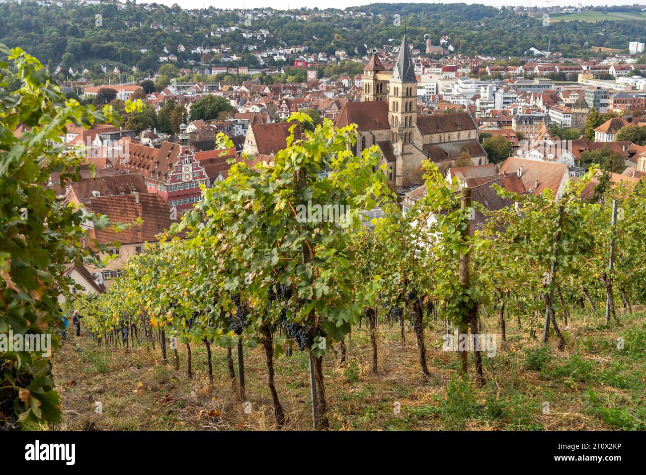 Blick über einen Weinberg auf Esslingen mit der Stadtpfarrkirche St. Dionys, Esslingen am Neckar, Baden-Württemberg, Deutschland  |  View over a viney Stock Photo