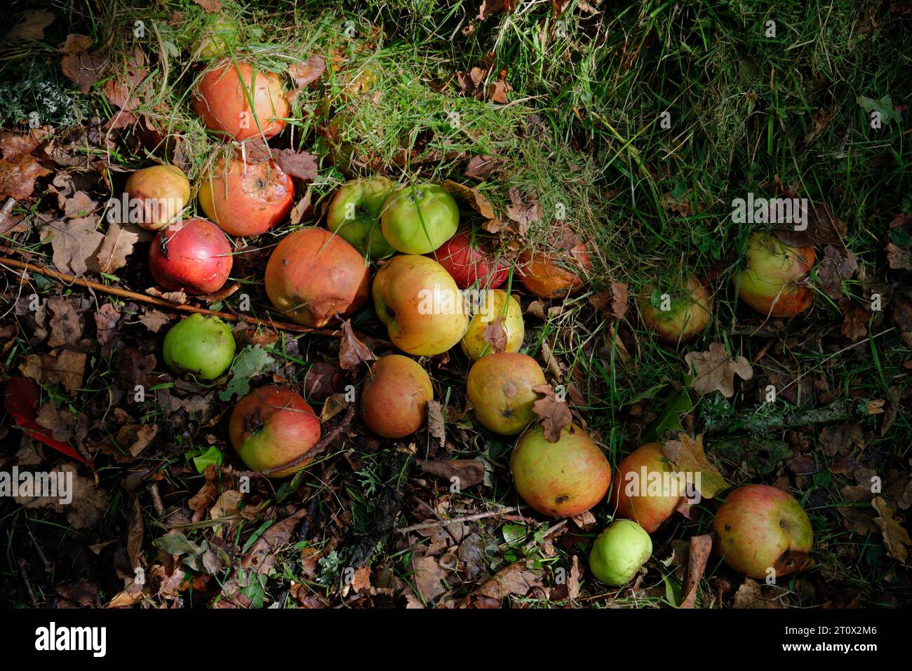 Fallen apples off a tree in early autumn. Some rotting, some bruised. Stock Photo