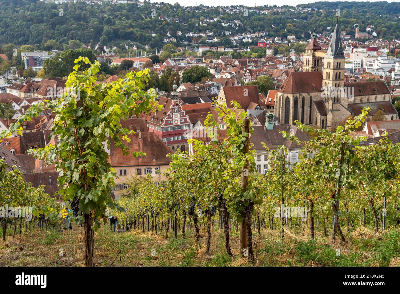 Blick über einen Weinberg auf Esslingen mit der Stadtpfarrkirche St. Dionys, Esslingen am Neckar, Baden-Württemberg, Deutschland  |  View over a viney Stock Photo