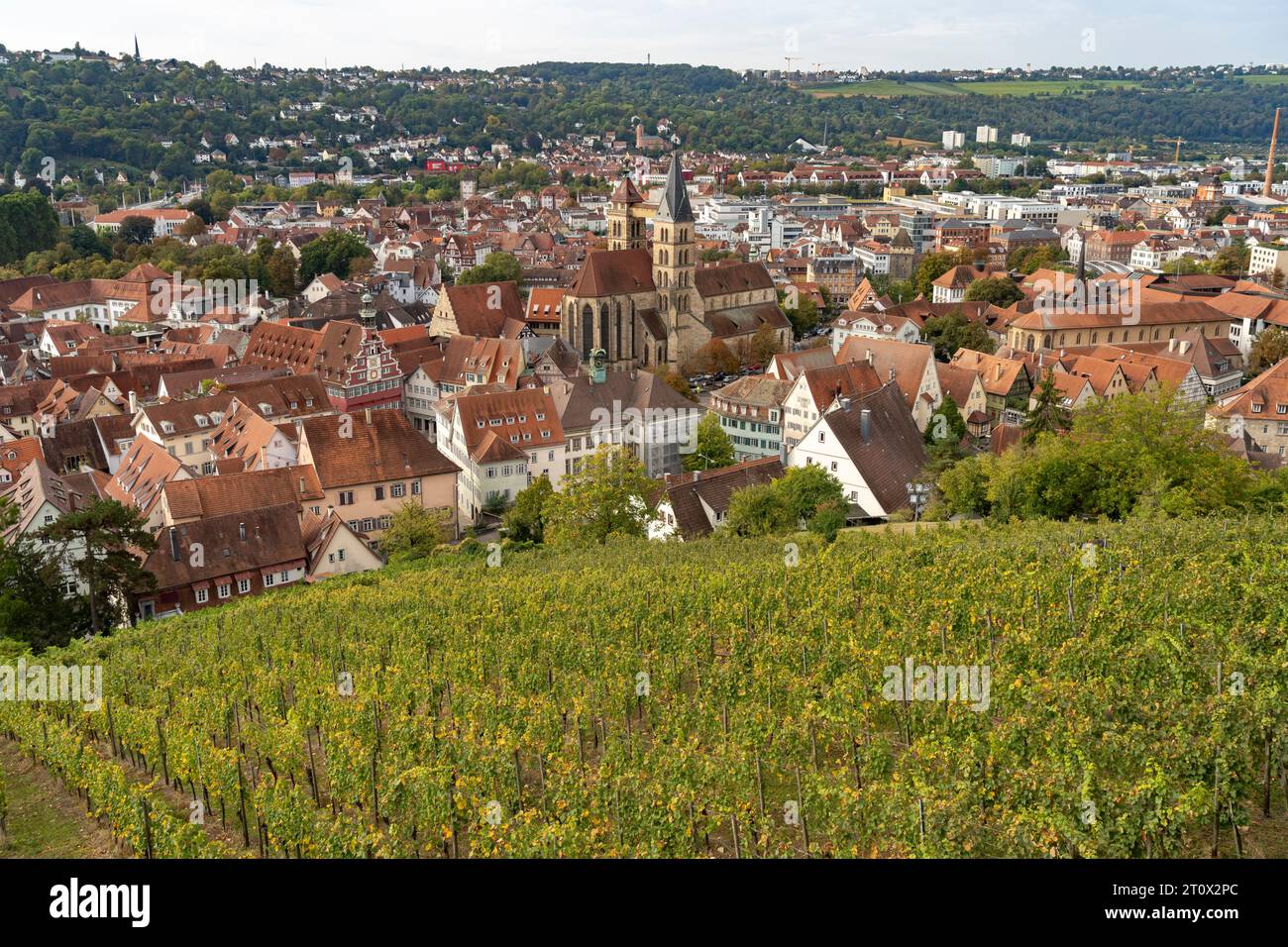 Blick über einen Weinberg auf Esslingen mit der Stadtpfarrkirche St. Dionys Esslingen am Neckar, Baden-Württemberg, Deutschland  |  View over a vineya Stock Photo