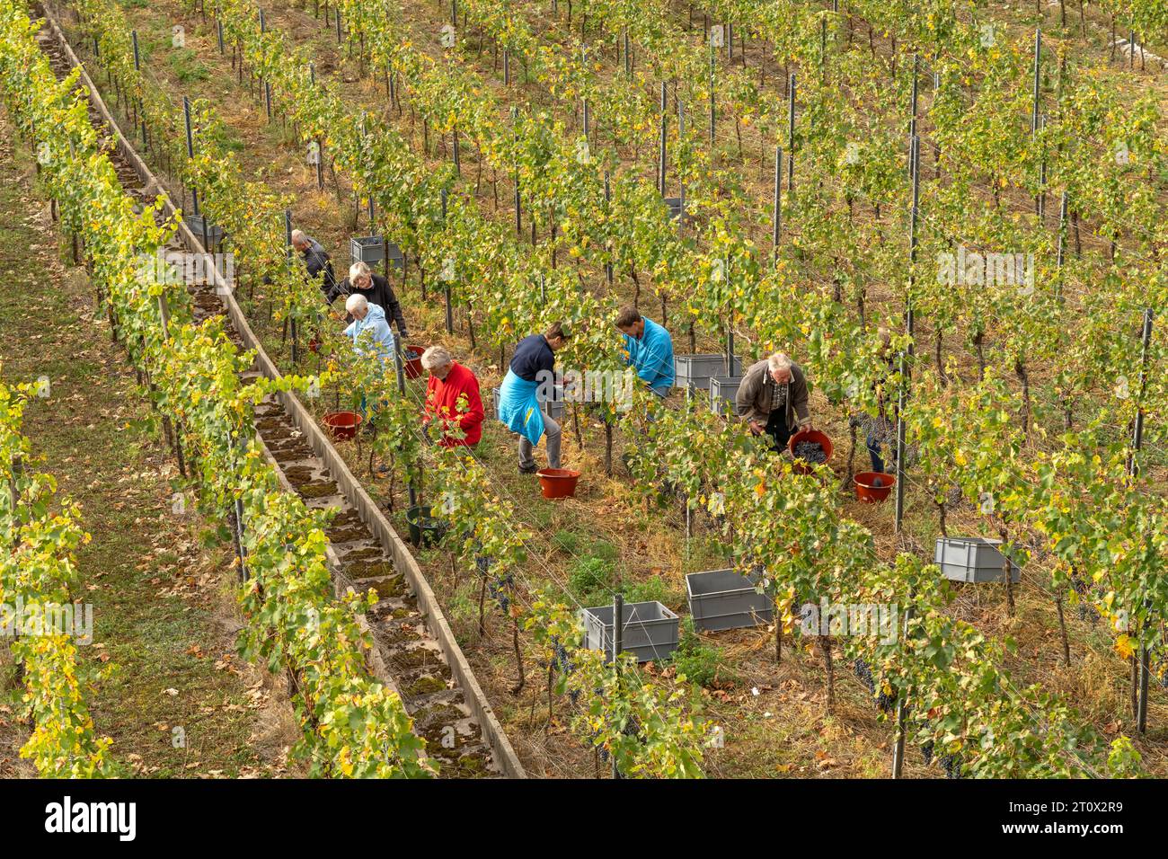 Weinlese am Weinberg in Esslingen am Neckar, Baden-Württemberg, Deutschland  |  grape harvest in a vineyard, Esslingen am Neckar, Baden-Württemberg, G Stock Photo