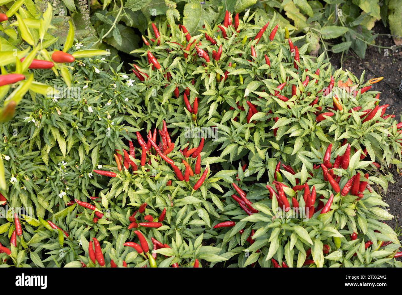 Capsicum frutescens 'Buffy' growing in a garden. Stock Photo