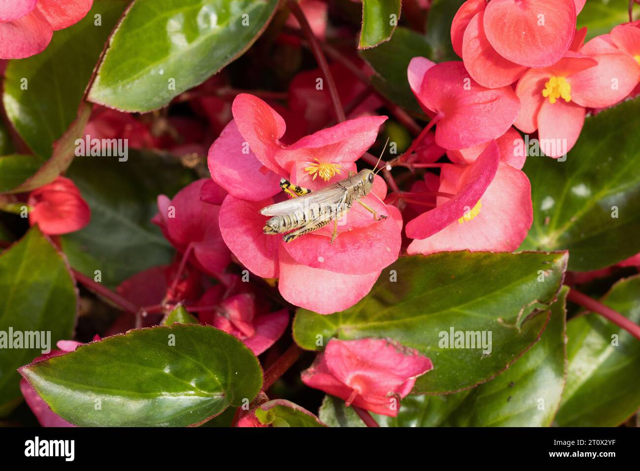 A grasshopper on a Begonia Viking Explorer Rose on Green begonia flowers. Stock Photo
