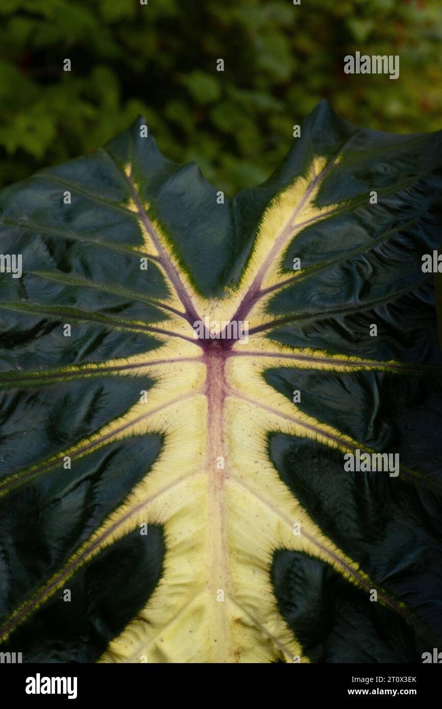 Colocasia esculenta ROYAL HAWAIIAN 'Waikiki' elephant ear Stock Photo