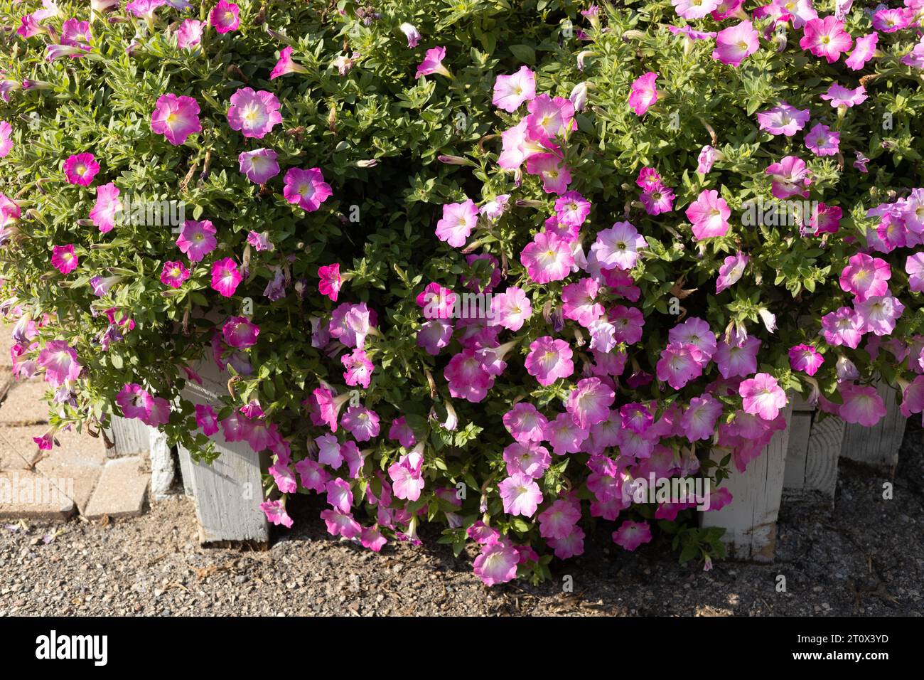 Petunia opera supreme pink morn flowers Stock Photo - Alamy