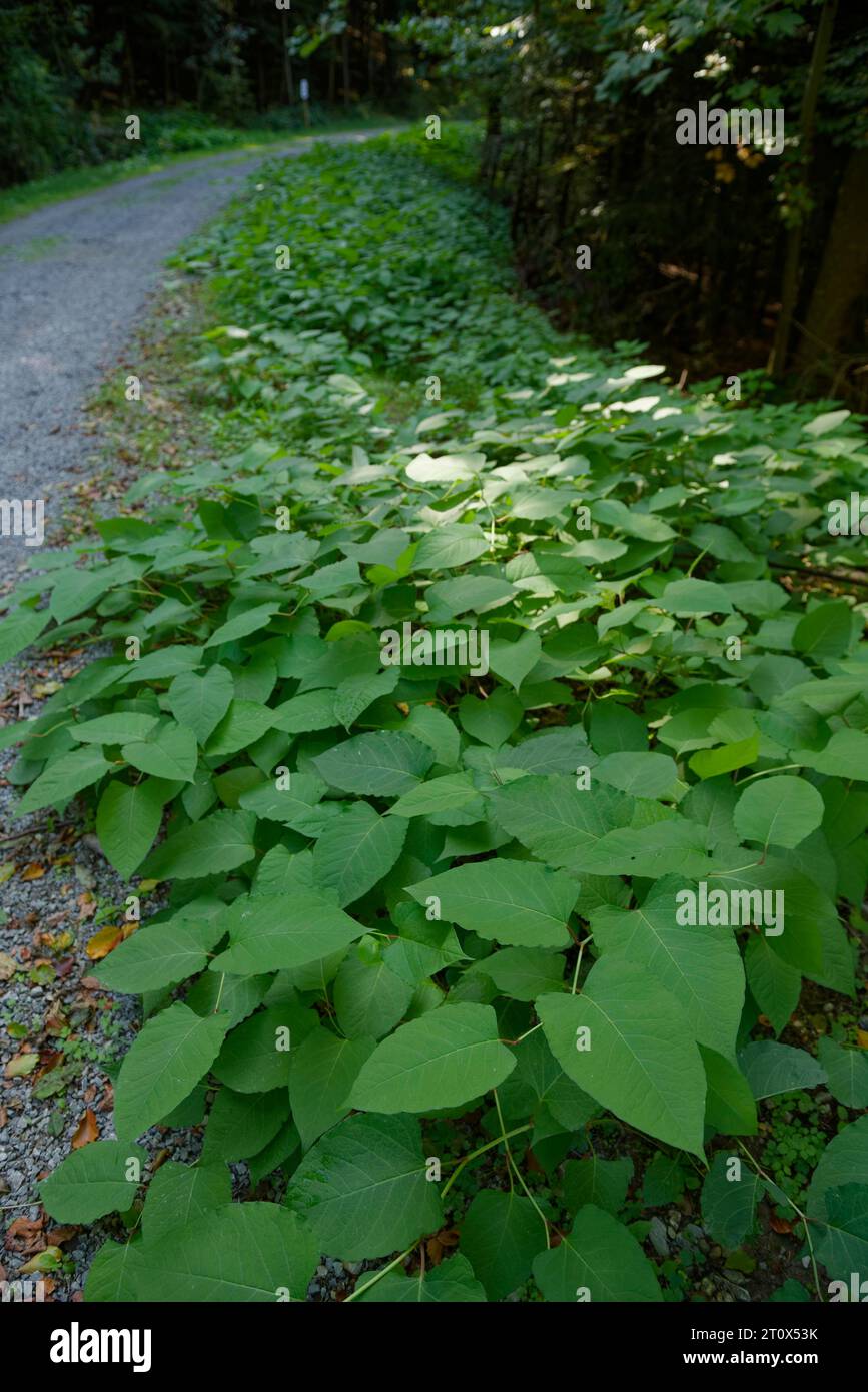 Japanese knotweed (Fallopia japonica), Gaildorf, Limpurger Land ...