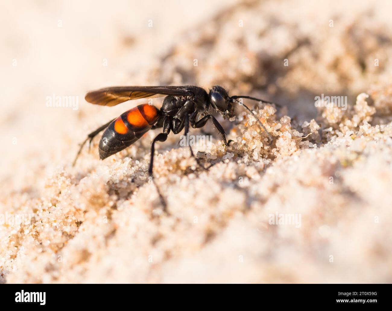 Black-banded spider wasp (Anoplius viaticus), female, sitting in the sun on sandy soil in front of her brood burrow or nest hole, Duenenheide nature Stock Photo