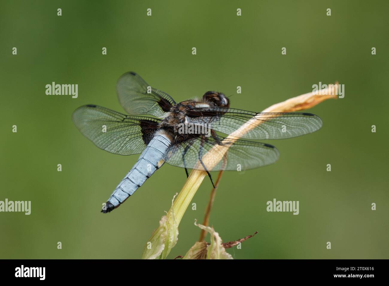 dragonfly on the tree branch with blur background Stock Photo - Alamy
