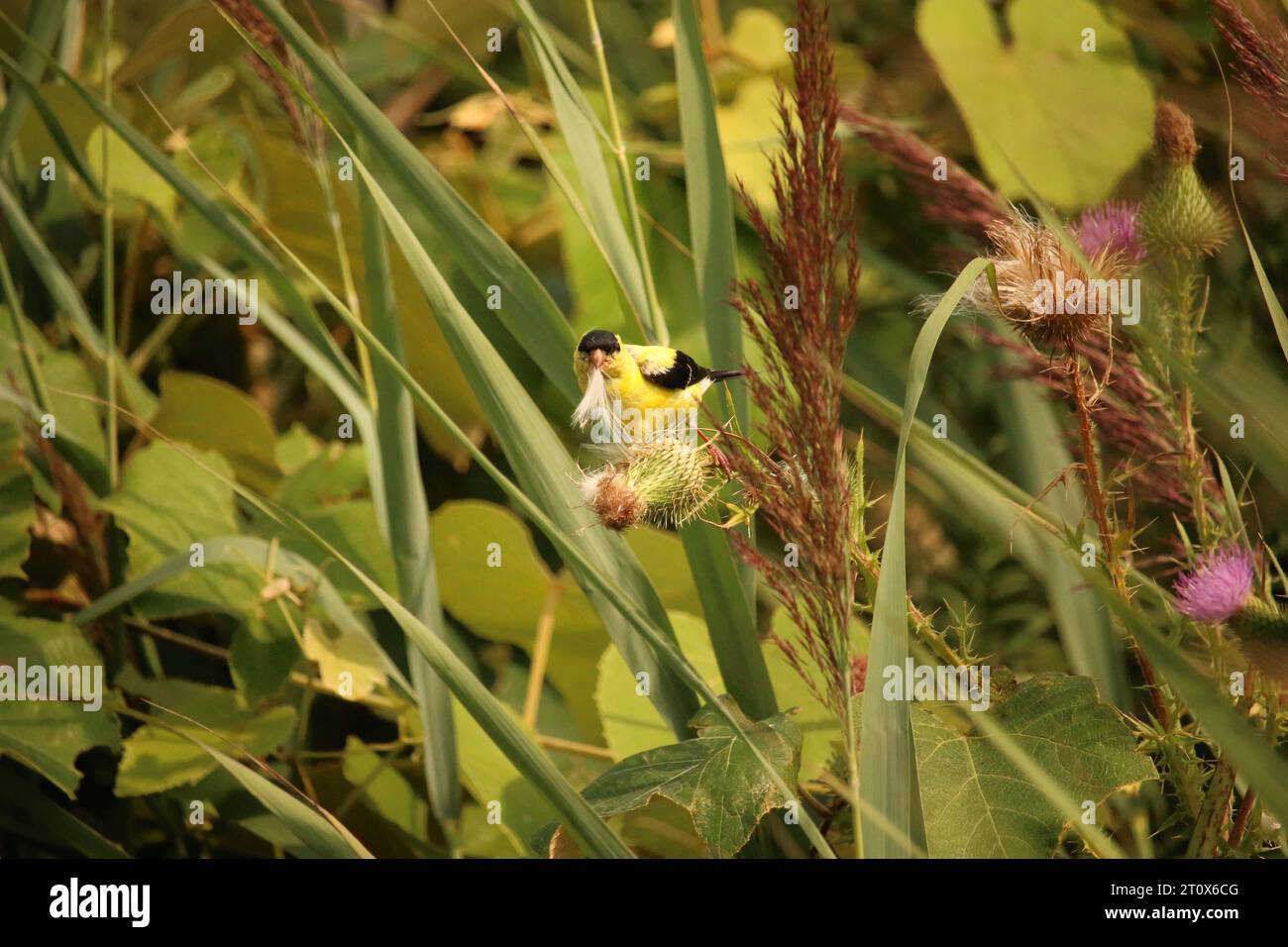 An American goldfinch forages for material Stock Photo