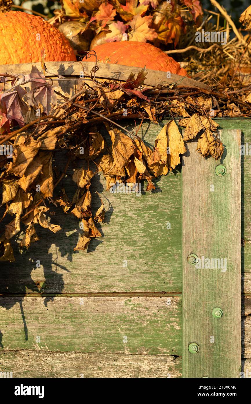 Fall scene, pumpkins hi-res stock photography and images - Alamy