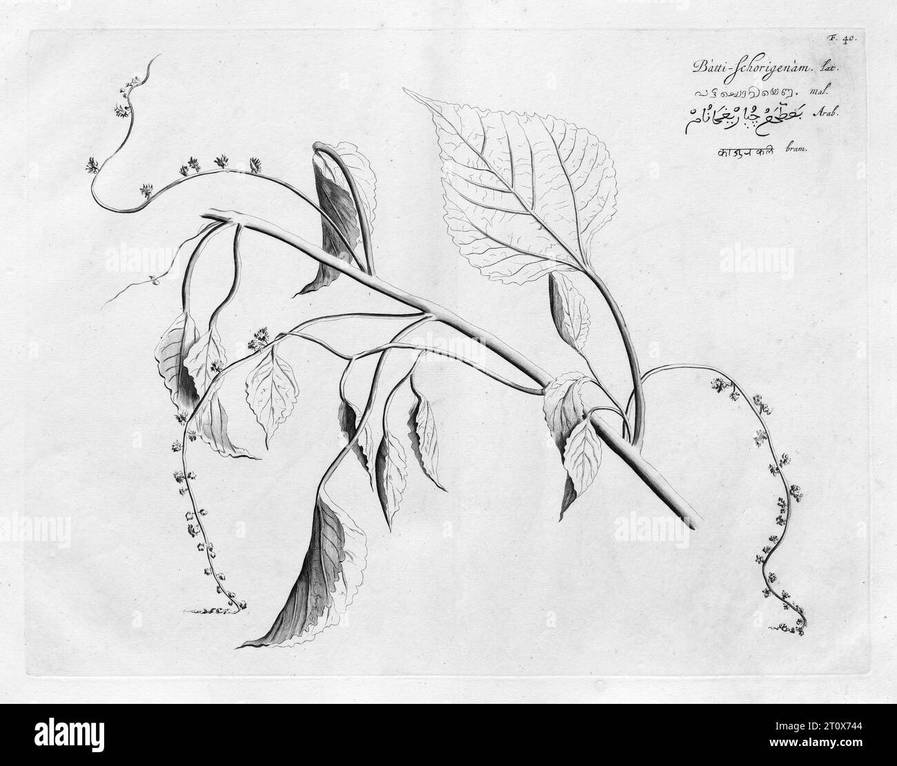 Batti Schorigenam, copperplate engraving by Hendrik Adriaan van Rheede