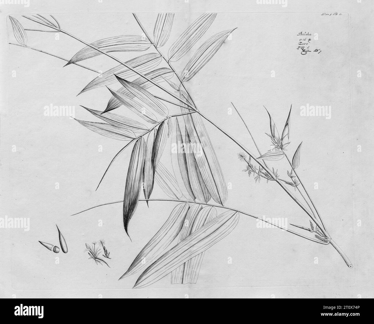 Besah, copperplate engraving by Hendrik Adriaan van Rheede tot