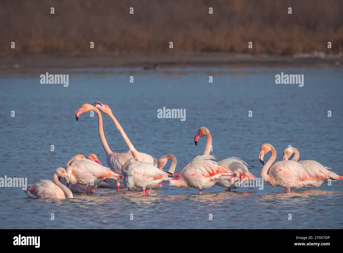 Flamingos feeding food in a sea lake water. Flamingo flying in a sky. Stock Photo