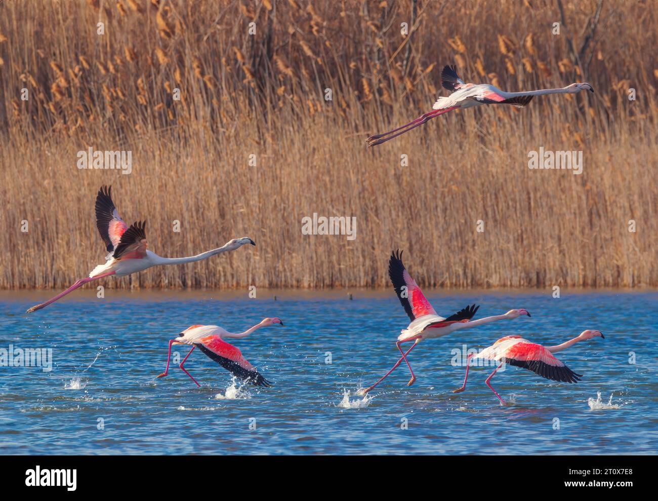 Flamingos feeding food in a sea lake water. Flamingo flying in a sky. Stock Photo