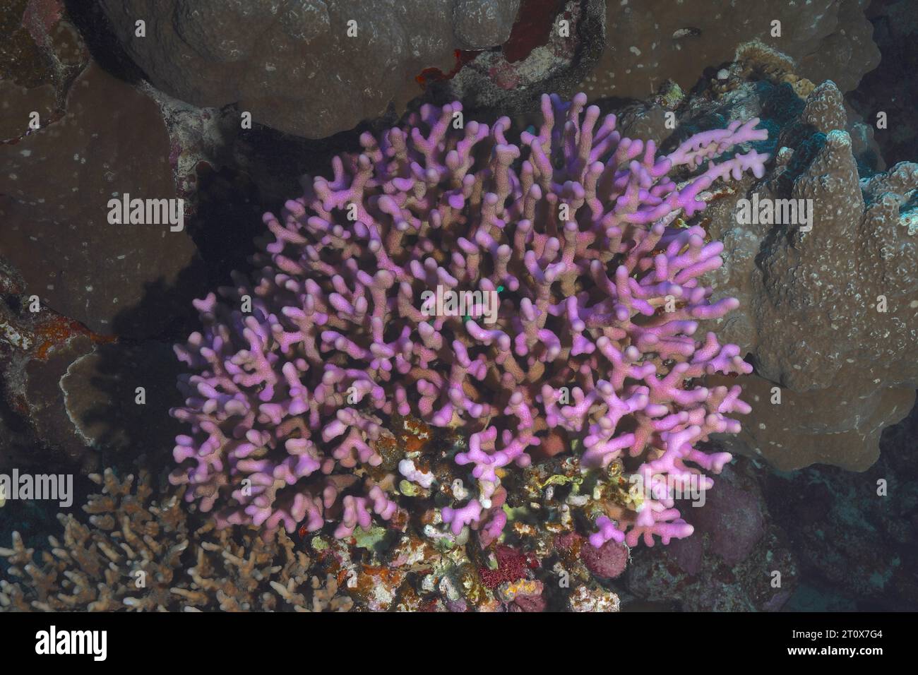 Griffon coral (Stylophora pistillata), Sataya Reef dive site, Red Sea, Egypt Stock Photo