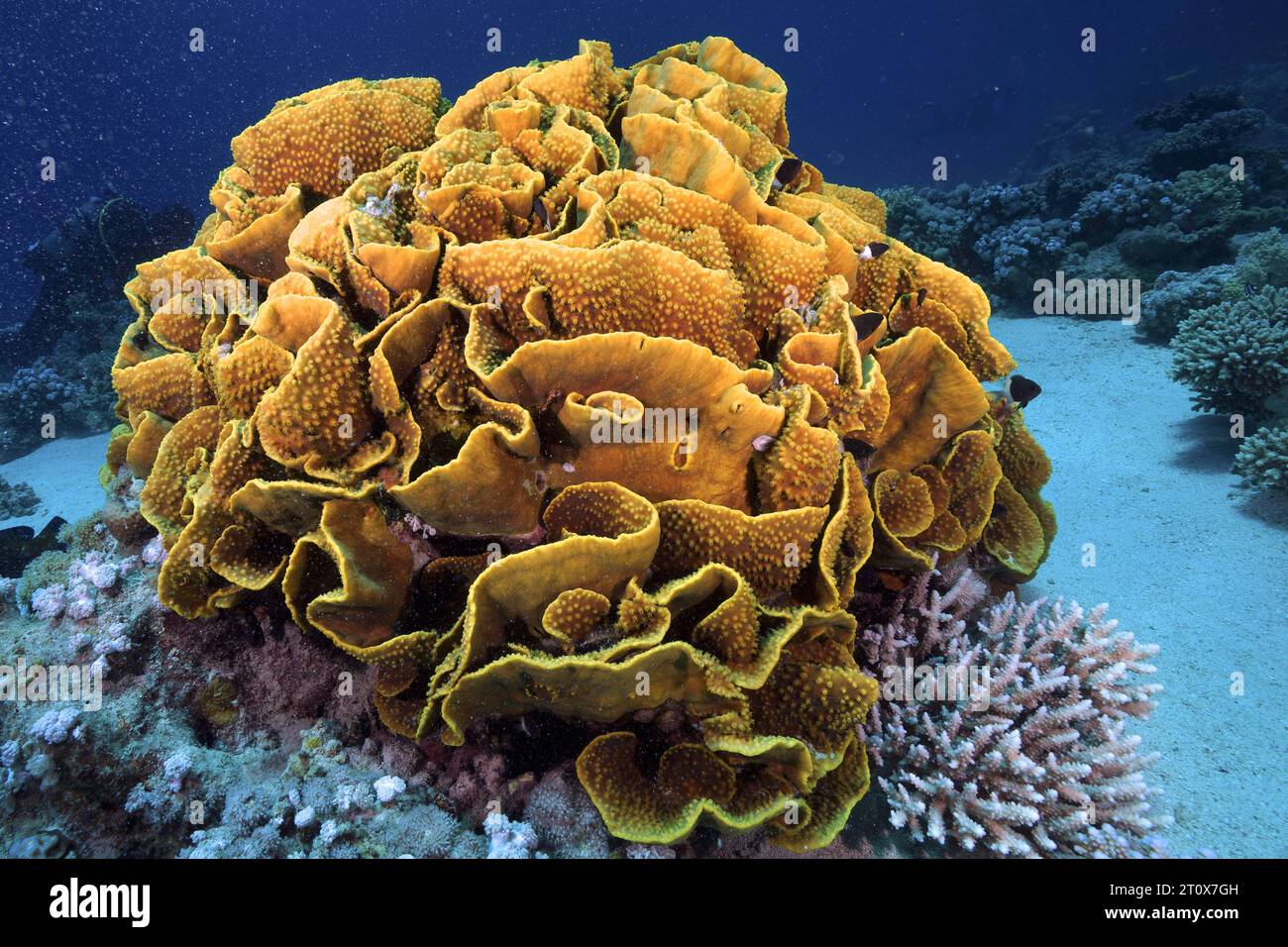 Yellow scroll coral (Turbinaria reniformis), Marsa Shona reef dive site