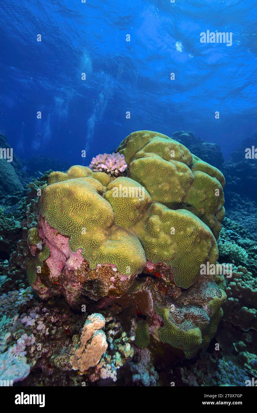 Rough brain coral (Platygyra daedalea), Sataya Reef dive site, Red Sea, Egypt Stock Photo