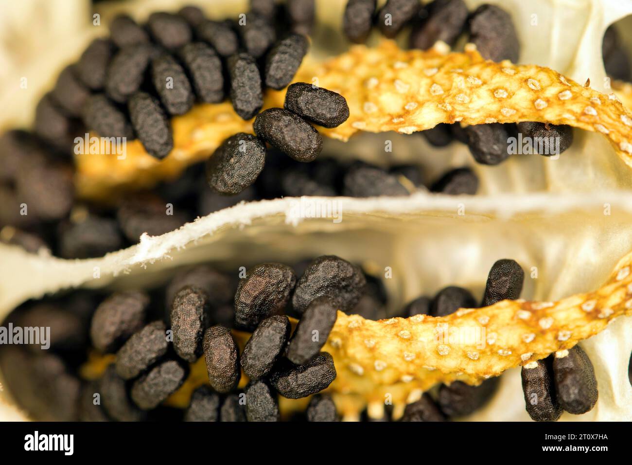 Opened seedpod with seeds of a poisonous (datura), studio photograph with black background Stock Photo