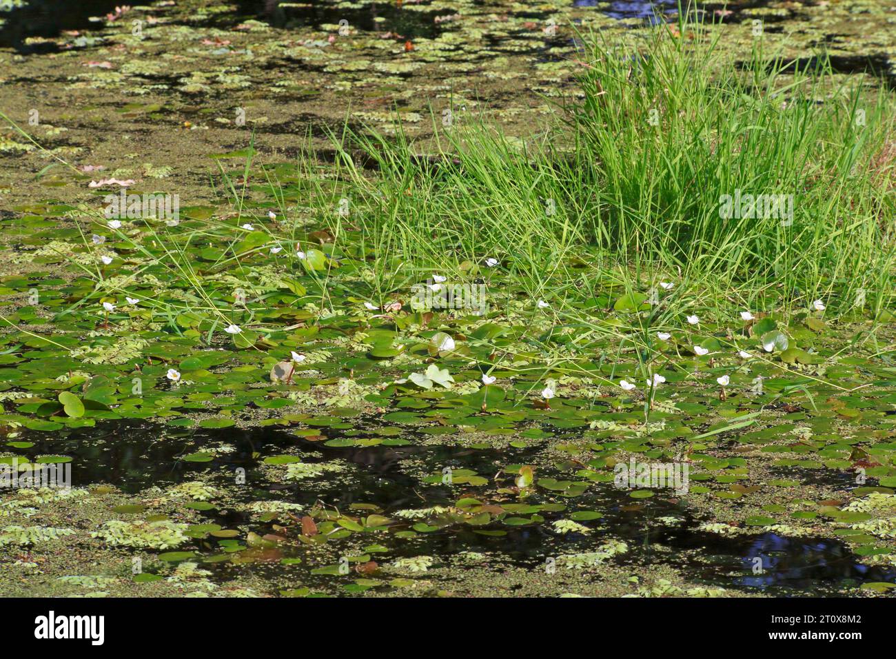 Common frogbit (Hydrocharis morsus-ranae), in flower on a still water body, Naturpark Flusslandschaft Peenetal, Mecklenburg-Western Pomerania, Germany Stock Photo