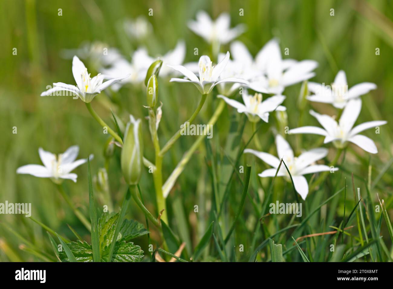 star of bethlehem plant poisonous