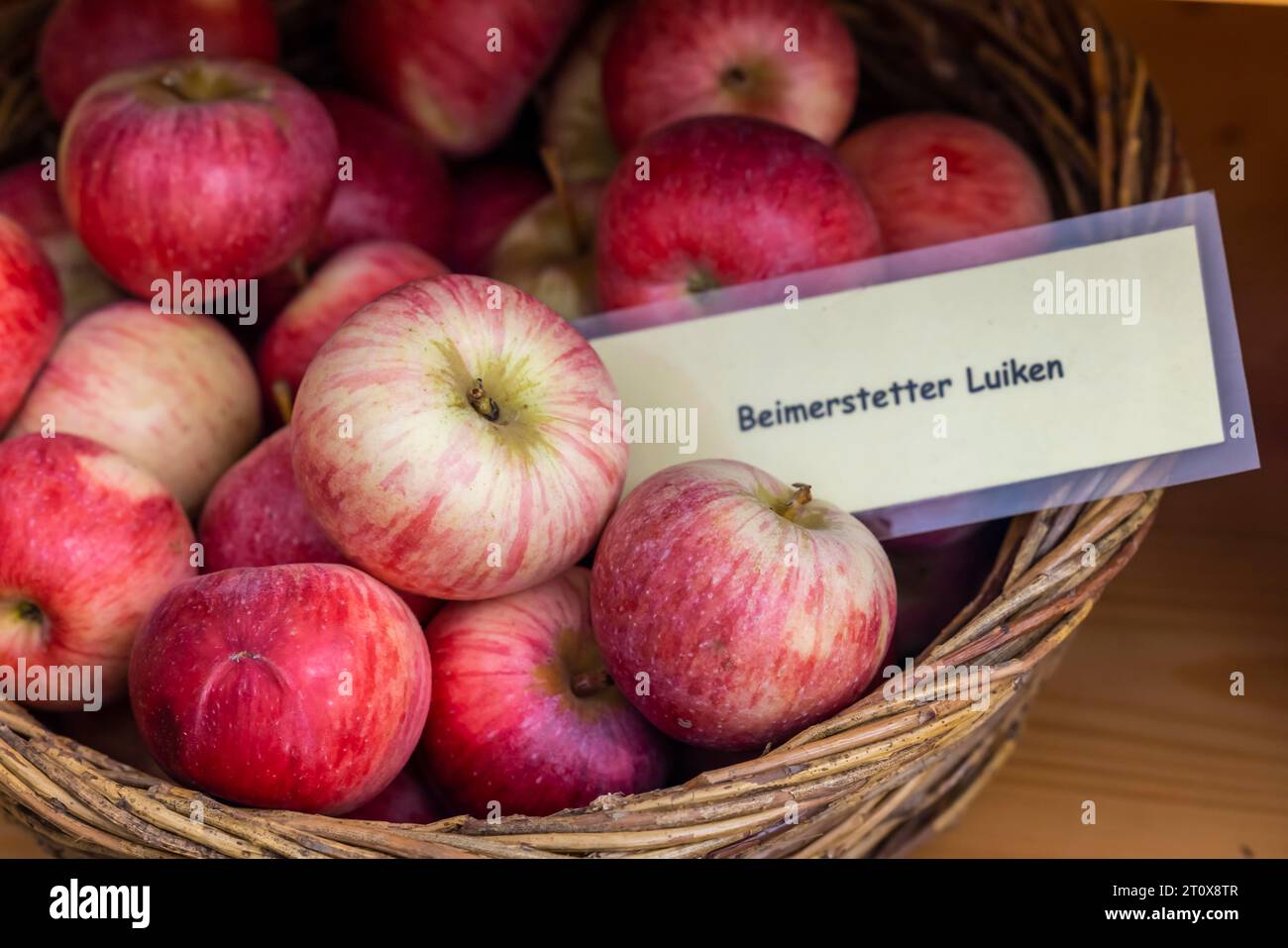 Old apple variety Beimerstetter Luiken, species protection and preservation of old plant varieties, Baden-Wuerttemberg, Germany Stock Photo