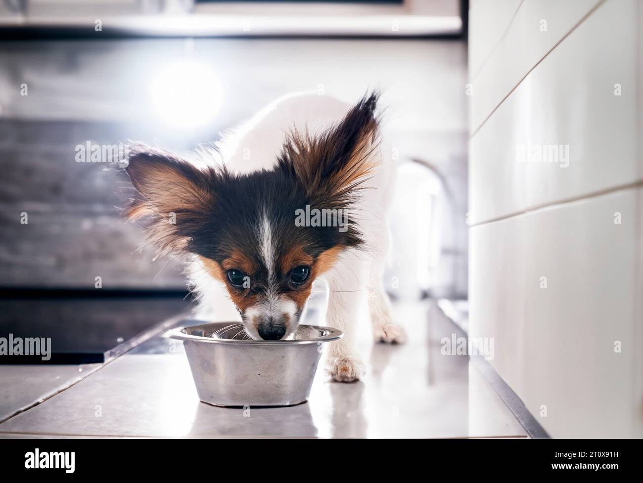 puppy papillon dog eating in front of kitchen background Stock Photo ...