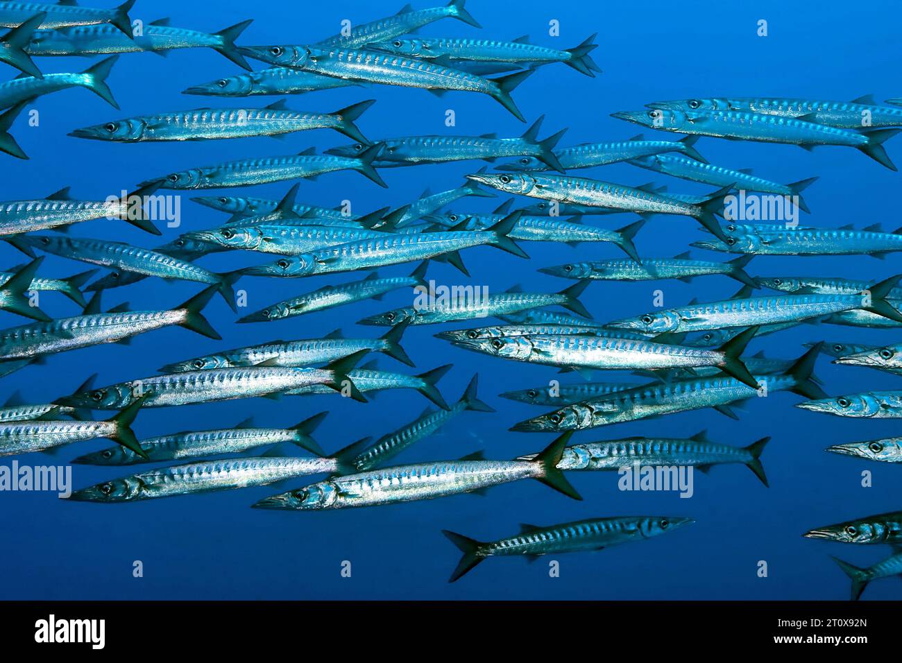 school-shoal-of-european-barracuda-mediterranean-barracuda-sphyraena