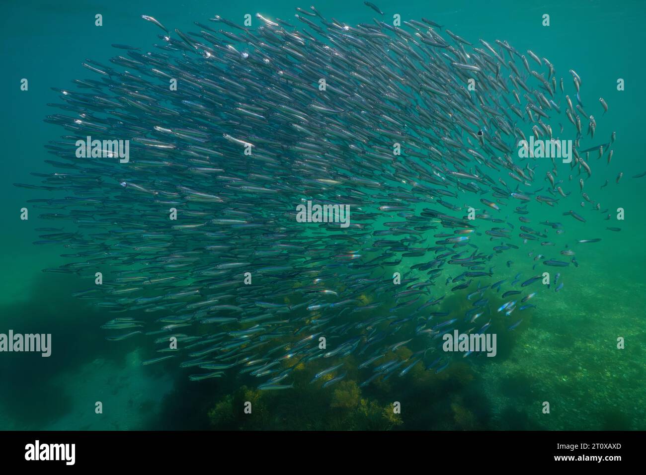 Anchovy fish school underwater in the Atlantic ocean, European anchovy Engraulis encrasicolus, natural scene, Spain, Galicia, Rias Baixas Stock Photo