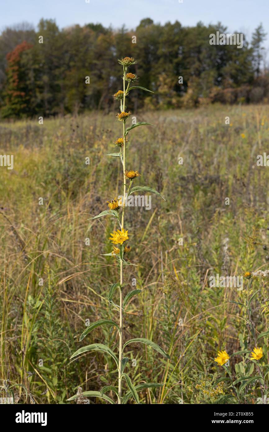A prairie in early autumn in Minnesota. Stock Photo